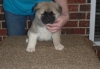 Akita puppies for you beautiful home